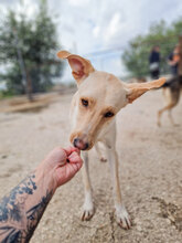 SNOWY, Hund, Mischlingshund in Bulgarien - Bild 4