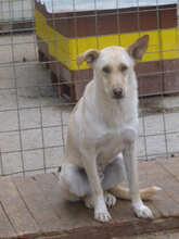 SNOWY, Hund, Mischlingshund in Bulgarien - Bild 5