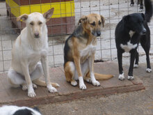 SNOWY, Hund, Mischlingshund in Bulgarien - Bild 6