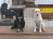 SNOWY, Hund, Mischlingshund in Bulgarien - Bild 7