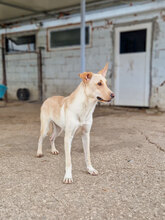 SNOWY, Hund, Mischlingshund in Bulgarien - Bild 8