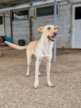 SNOWY, Hund, Mischlingshund in Bulgarien - Bild 9