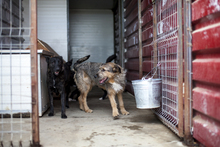 LONA, Hund, Mischlingshund in Rumänien - Bild 2