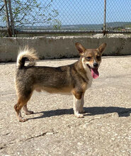 BUSTER, Hund, Mischlingshund in Bulgarien