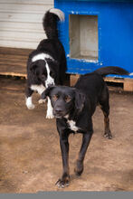 GWEN, Hund, Mischlingshund in Kroatien - Bild 2