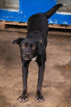 GWEN, Hund, Mischlingshund in Kroatien - Bild 3