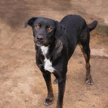 GWEN, Hund, Mischlingshund in Kroatien - Bild 5