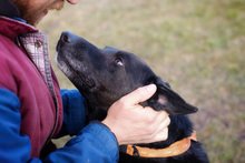 GONZA, Hund, Mischlingshund in Kroatien - Bild 1