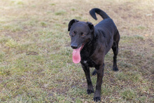 GONZA, Hund, Mischlingshund in Kroatien - Bild 2