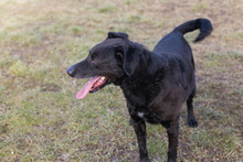 GONZA, Hund, Mischlingshund in Kroatien - Bild 3