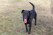 GONZA, Hund, Mischlingshund in Kroatien - Bild 4