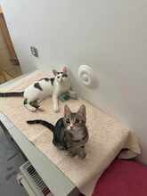 TONI, Katze, Europäisch Kurzhaar in Kirchheim - Bild 6