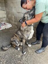 ANGELITO, Hund, Mastin del Pirineos in Spanien - Bild 10