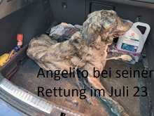 ANGELITO, Hund, Mastin del Pirineos in Spanien - Bild 11