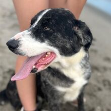 DAKOTA, Hund, Collie-Mix in Schöneck - Bild 1