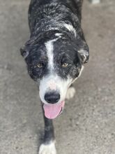 DAKOTA, Hund, Collie-Mix in Schöneck - Bild 4