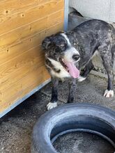 DAKOTA, Hund, Collie-Mix in Schöneck - Bild 6