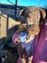 MERLIN, Hund, Mischlingshund in Rumänien - Bild 1