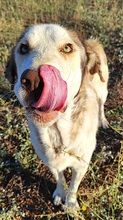 JULIO, Hund, Mastin Español-Mix in Spanien - Bild 3