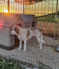 JULIO, Hund, Mastin Español-Mix in Spanien - Bild 4