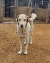 JULIO, Hund, Mastin Español-Mix in Spanien - Bild 5