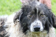 JEROMOS, Hund, Collie-Sheltie-Mix in Rumänien - Bild 1