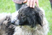 JEROMOS, Hund, Collie-Sheltie-Mix in Rumänien - Bild 2