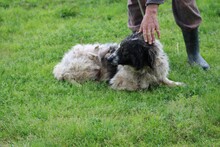 JEROMOS, Hund, Collie-Sheltie-Mix in Rumänien - Bild 3