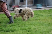 JEROMOS, Hund, Collie-Sheltie-Mix in Rumänien - Bild 4