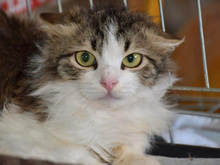 RINO, Katze, Langhaarkatze-Mix in Berlin