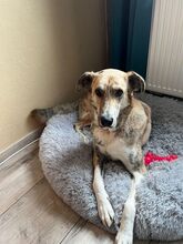 BALOU, Hund, Mischlingshund in Mülheim - Bild 1