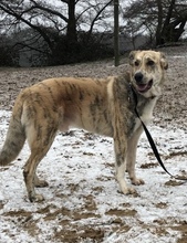 BALOU, Hund, Mischlingshund in Mülheim - Bild 10