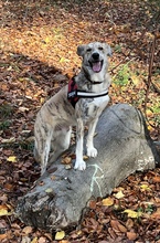 BALOU, Hund, Mischlingshund in Mülheim - Bild 3