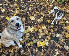 BALOU, Hund, Mischlingshund in Mülheim - Bild 4