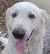 BLANCO, Hund, Labrador-Maremmano-Mix in Italien - Bild 1