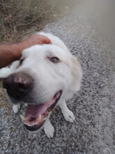 BLANCO, Hund, Labrador-Maremmano-Mix in Italien - Bild 10