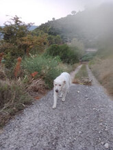 BLANCO, Hund, Labrador-Maremmano-Mix in Italien - Bild 2