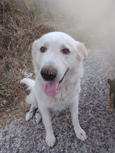 BLANCO, Hund, Labrador-Maremmano-Mix in Italien - Bild 3