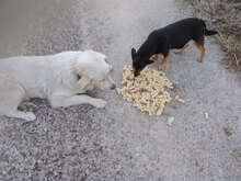 BLANCO, Hund, Labrador-Maremmano-Mix in Italien - Bild 4