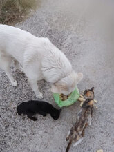 BLANCO, Hund, Labrador-Maremmano-Mix in Italien - Bild 5