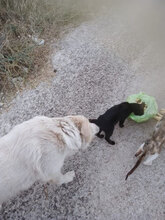 BLANCO, Hund, Labrador-Maremmano-Mix in Italien - Bild 7