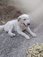 BLANCO, Hund, Labrador-Maremmano-Mix in Italien - Bild 9