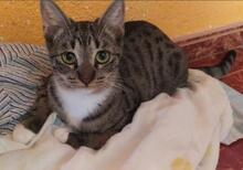SARA, Katze, Europäisch Kurzhaar in Köln