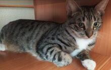 SARA, Katze, Europäisch Kurzhaar in Köln - Bild 2