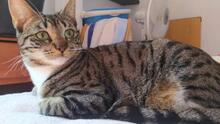 SARA, Katze, Europäisch Kurzhaar in Köln - Bild 3