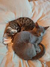 SARA, Katze, Europäisch Kurzhaar in Köln - Bild 4