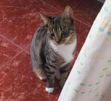 SARA, Katze, Europäisch Kurzhaar in Köln - Bild 6