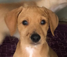 RIGO, Hund, Mischlingshund in Italien