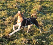 RAVI, Hund, Mischlingshund in Kastl - Bild 2