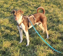 RAVI, Hund, Mischlingshund in Kastl - Bild 3